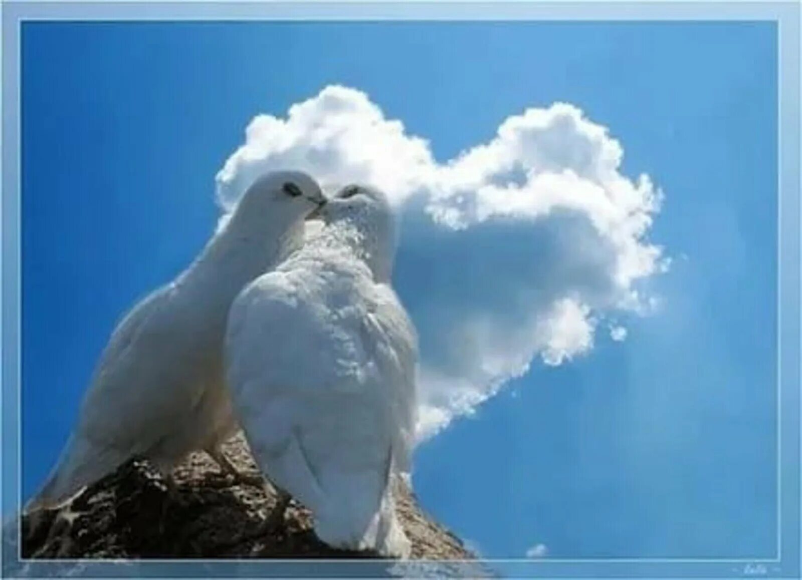 Двое белых. Влюбленные голуби. Пара голубей. Два голубя. Белый голубь.