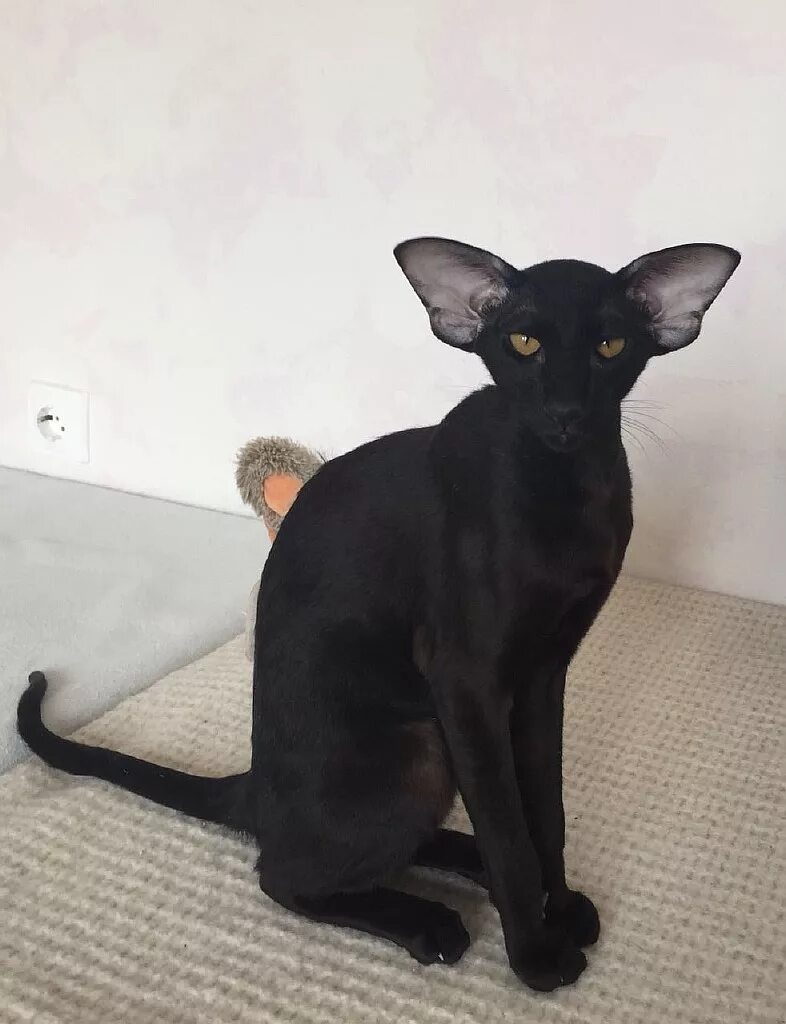 ориентальная кошка экстремальная. ориентальная кошка. ориентальная кошка экстрим. порода кошек ориентал эльф. вислоухие ориенталы.