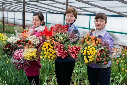 Тюльпаны от производителя московская область