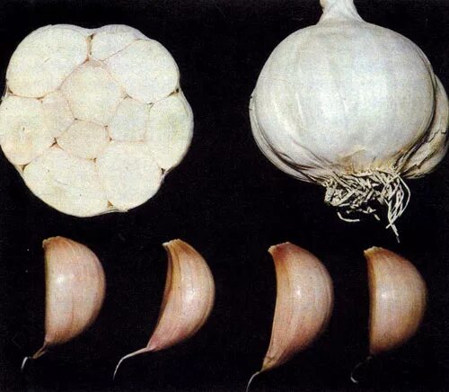 срез чеснока. сырой чеснок. чеснок агат. срез чеснока. Black garlic.