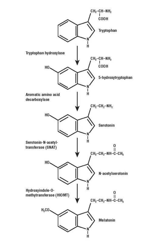 Синтез мелатонина. Синтез мелатонина из триптофана. Мелатонин Синтез биохимия. Синтез мелатонина из триптофана схема. Получение мелатонина из триптофана.