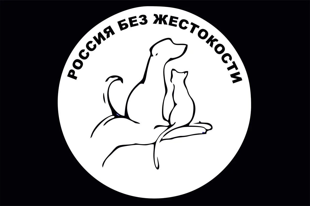 Митинги по защите животных. Защита бездомных животных. Кошка и собака рисунок. Защита бездомных животных. Благотворительная организация по защите животных.