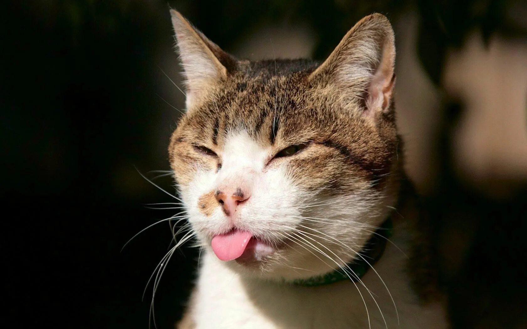 Покажи cat net
