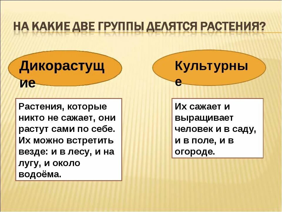 Как вы думаете какие признаки дикорастущих. Как вы думаете какие признаки дикорастущих. Дикорастущие и культурные растения 2 класс. Как вы думаете какие признаки дикорастущих. Дикорастущих растений содержащих наркотические средства.
