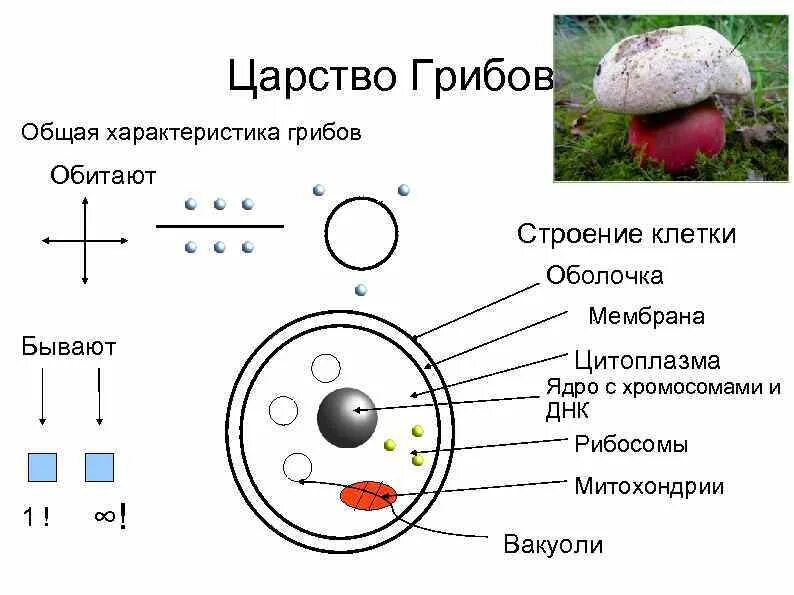 Есть ли ядро у грибов