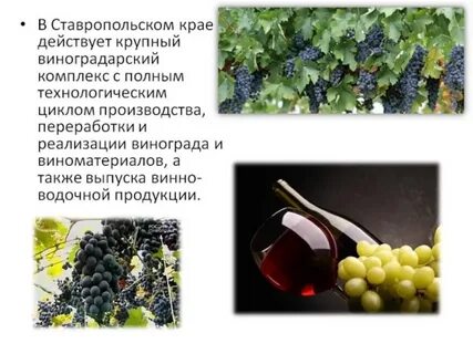 Экономика ставропольского края проект