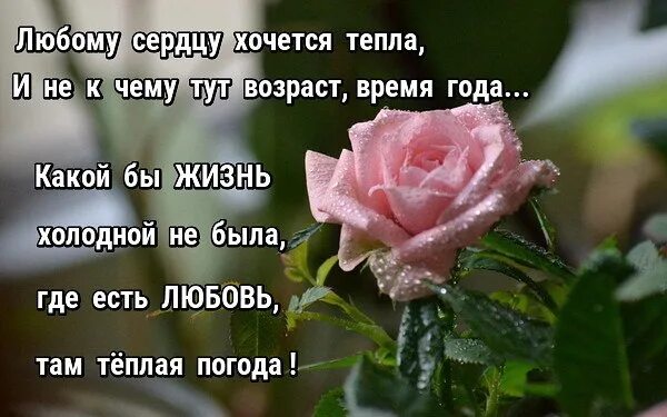 Каждому сердцу любви и нежности каждой. Каждому сердцу любви и нежности. стих каждому сердцу любви и нежности.