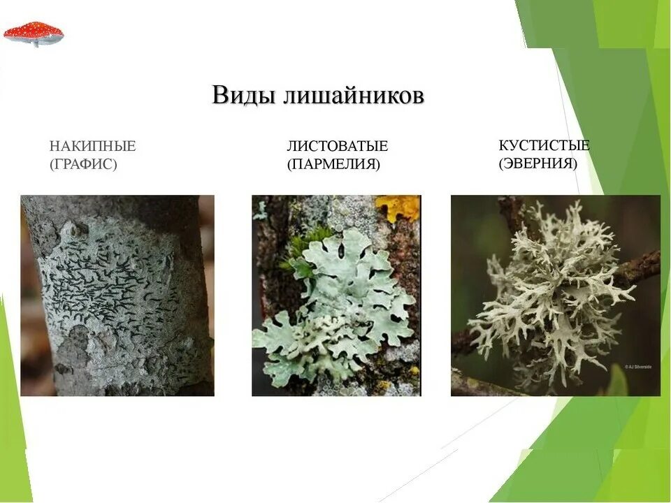 Моховидные лишайники. Мхи и лишайники примеры растений. Кустистые лишайники названия. Мохообразные растения сфагнум. Мхи и лишайники примеры растений.