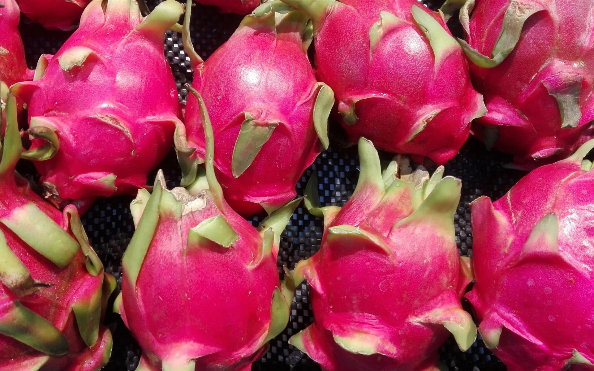 Питахайя белая кубиками. Сколько весит питахайя. Питахайя красная. Питахайя гуава. Питахайя гуава.