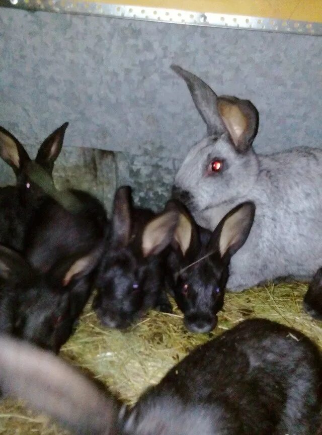 Полтавское серебро кролики. Советское серебро кролики. Крольчата советское серебро с рождения. Кролик серое серебро. Полтавского серебра купить