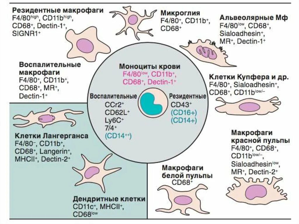 Резидентные макрофаги. Тканевые макрофаги. Макрофаги это клетки. Виды тканевых макрофагов. Макрофаги количество