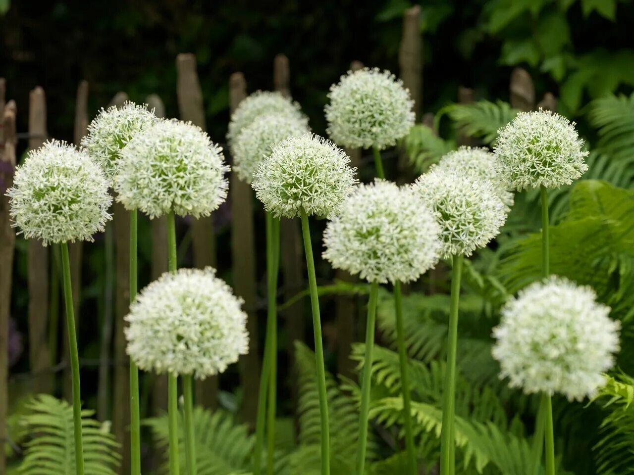 Allium stipitatum Bulb flowers, Allium flowers, Planting bulbs