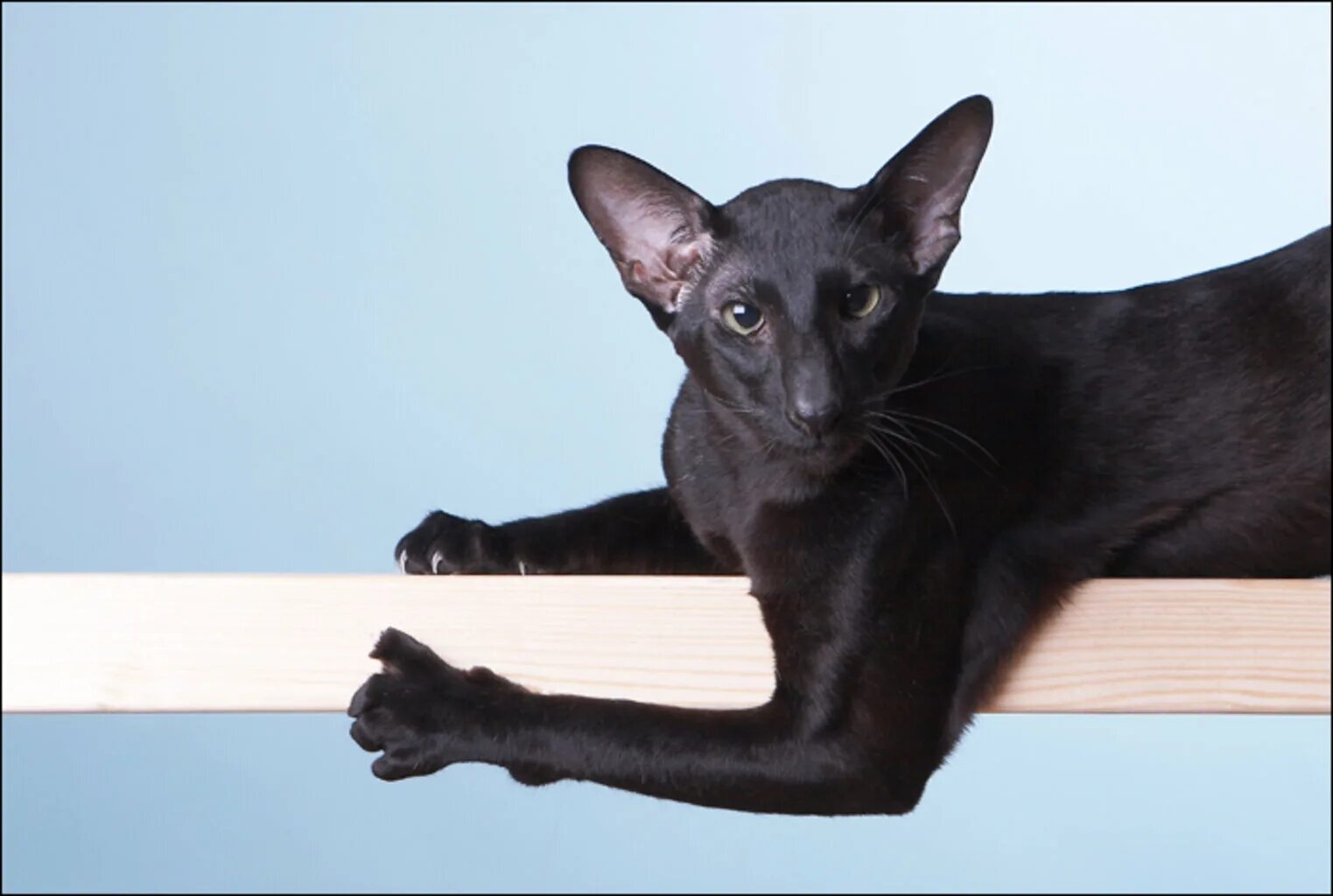 Рассмотрите фотографию кошки породы ориентальная и выполните. Ориентальная кошка. Ориентальная кошка (Ориентал). Ориентальная кошка Петерболд. Черный ориентальный кот.