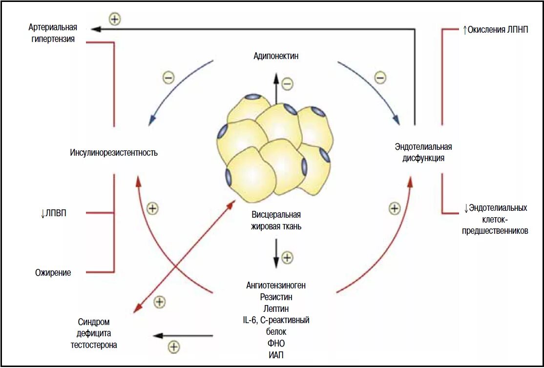 Диапромин. Выработка половых гормонов у мужчин. Железы смешанной секреции гормоны. Тестостерон поджелудочная. Гиперсекреция инсулина.
