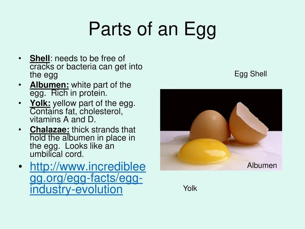 They like likes eggs. Egg Parts. Eggs на английском языке. A Egg или an Egg. Egg произношение.