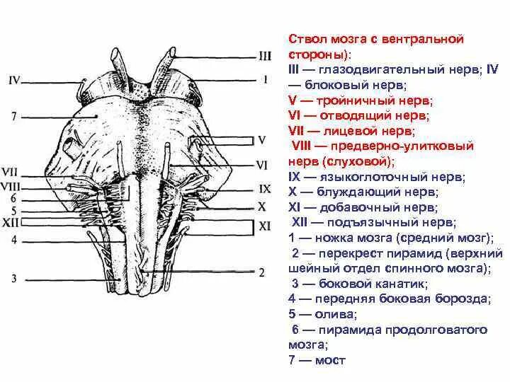 Вентральная поверхность ствола головного мозга. Ствол головного мозга вид спереди. Вентральная и дорсальная поверхность продолговатого мозга. Ствол продолговатого мозга вид спереди.