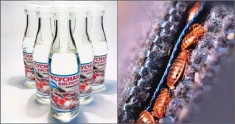 Уксус от клопов