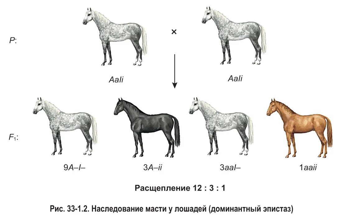 Генотипы лошадей. Наследование масти лошадей доминантный эпистаз. Доминантный эпистаз у лошадей. Эпистаз масти у лошадей. Окраска лошадей эпистаз.
