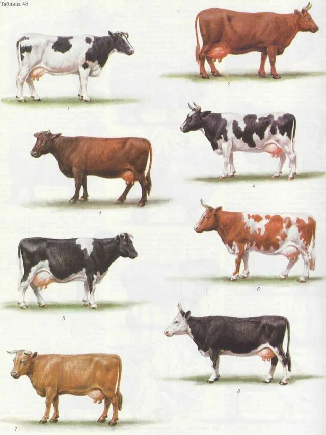 Какая есть корова. Бурая Латвийская порода КРС. Бурая молочная Латвийская порода коров. Породы коров селекция. Кахетинская порода коров.