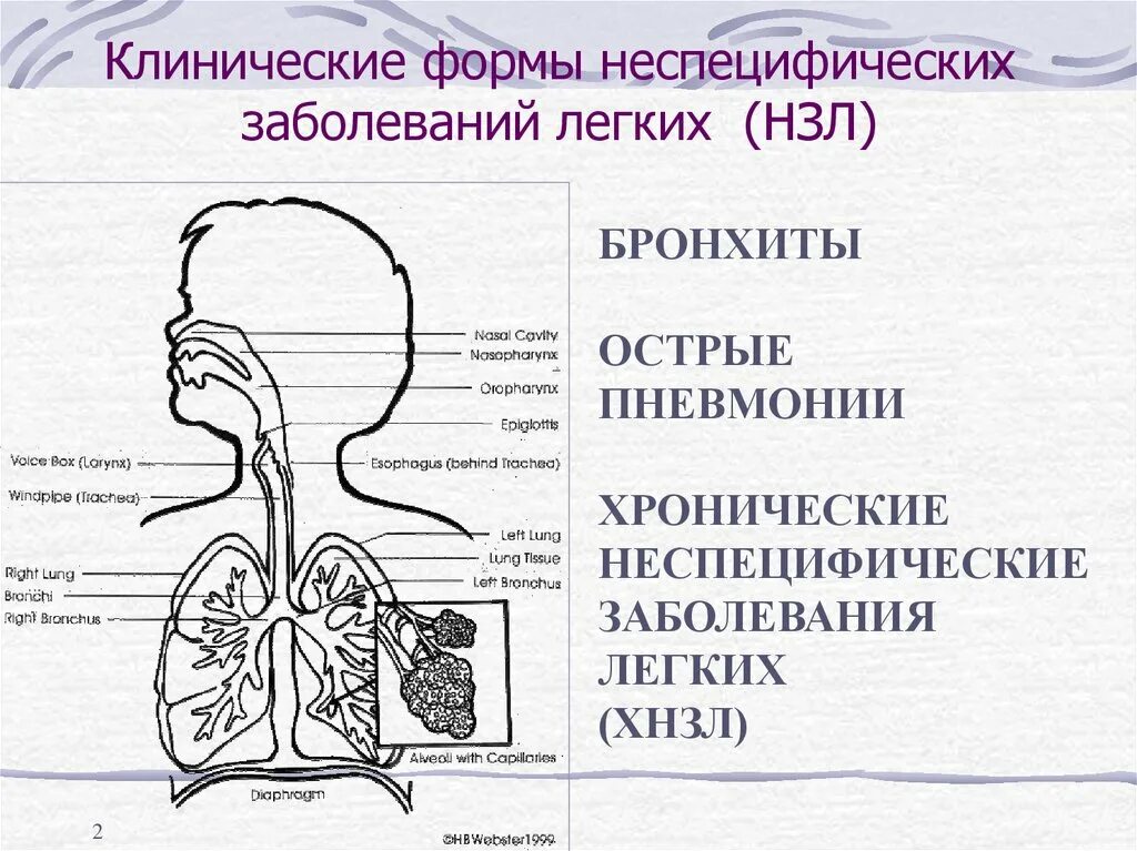 Хронические заболевания бронхолегочной. Хронические заболевания бронхо-лёгочной системы у детей. Хронические неспецифические заболевания лёгких. Заболевания органов дыхания схема. Острые заболевания дыхательной системы.