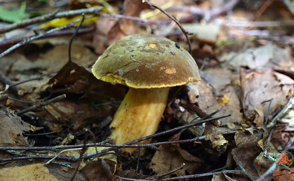 моховик болетовые. моховик гриб. моховик гриб съедобный. гриб моховик обабок ложный. моховик зеленый xerocomus subtomentosus.