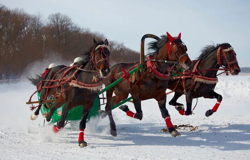 лошадь в санях. скорость лошади с санями. конные сани. конная упряжка тройка. васнецов тройка с бубенцами.
