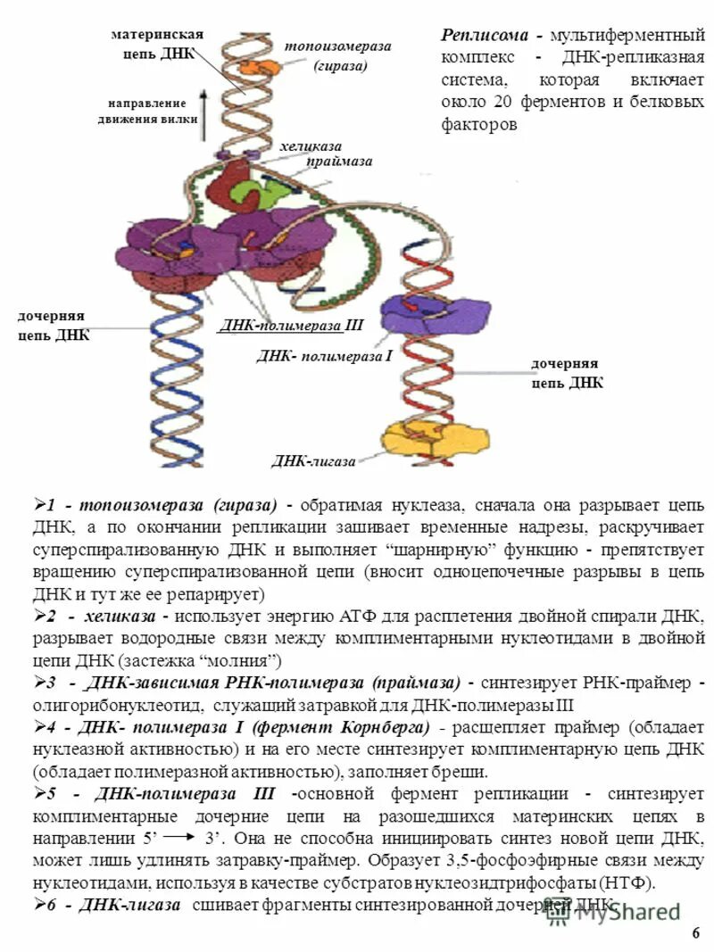Днк репликазная система. Комплекс белков днк и рнк называют. Днк связывающий белок. Нуклеомерный нуклеосомный хромосомный хромомерный. Строение гистонов биохимия.