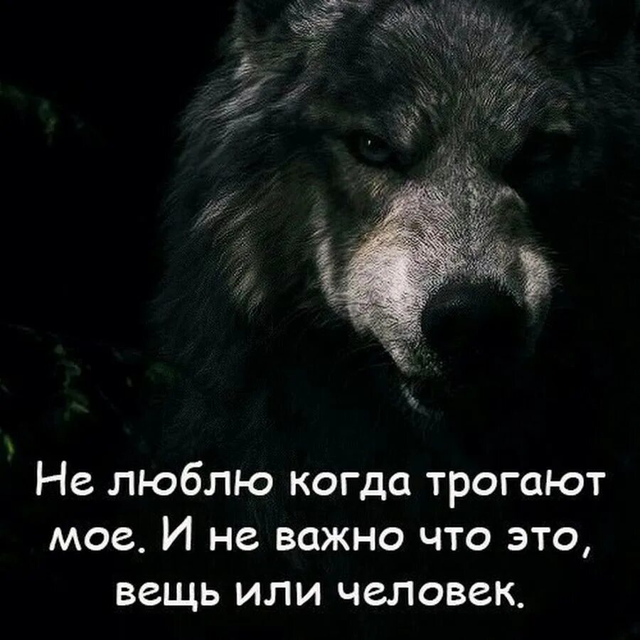 Я всегда хотела отвечать людям добром но жизнь научила. Одинокий волк человек. Я всегда хотел отвечать людям. Всегда хотела отвечать людям добром. Любимый не отвечает взаимностью