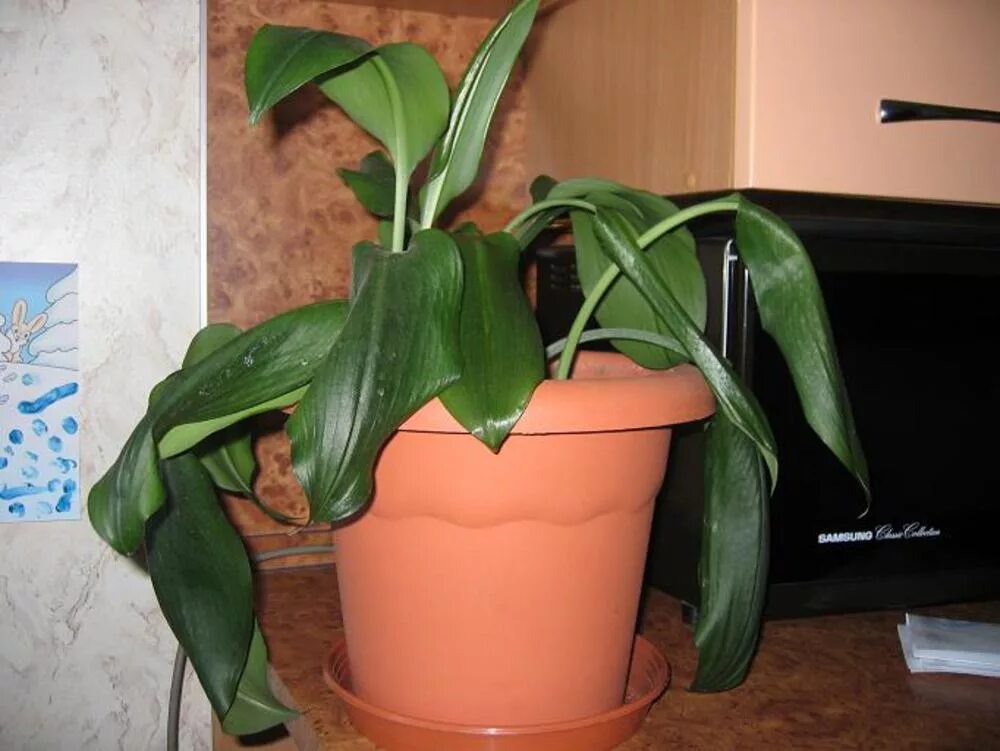 Растение опускает листья. Растение опускает листья. Спатифиллум завял. Спатифиллум бактериальное увядание. Спатифиллум персиковый.