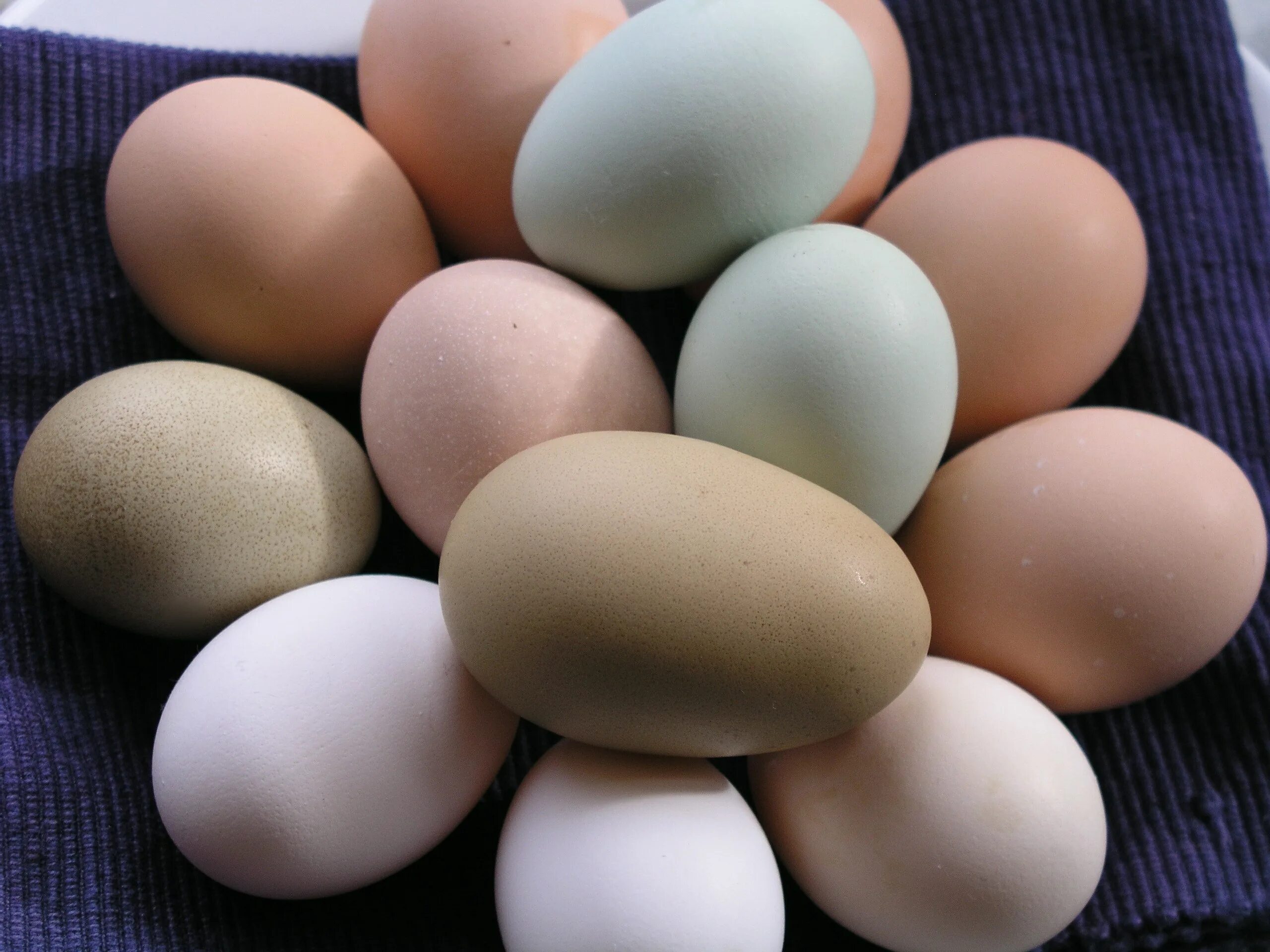 Яйцо Легбар инкубационное. Ухейилюй куры яйца. Льюянг порода кур яйцо. Инкубационное яйцо Ухейилюй. Кремовые яйца
