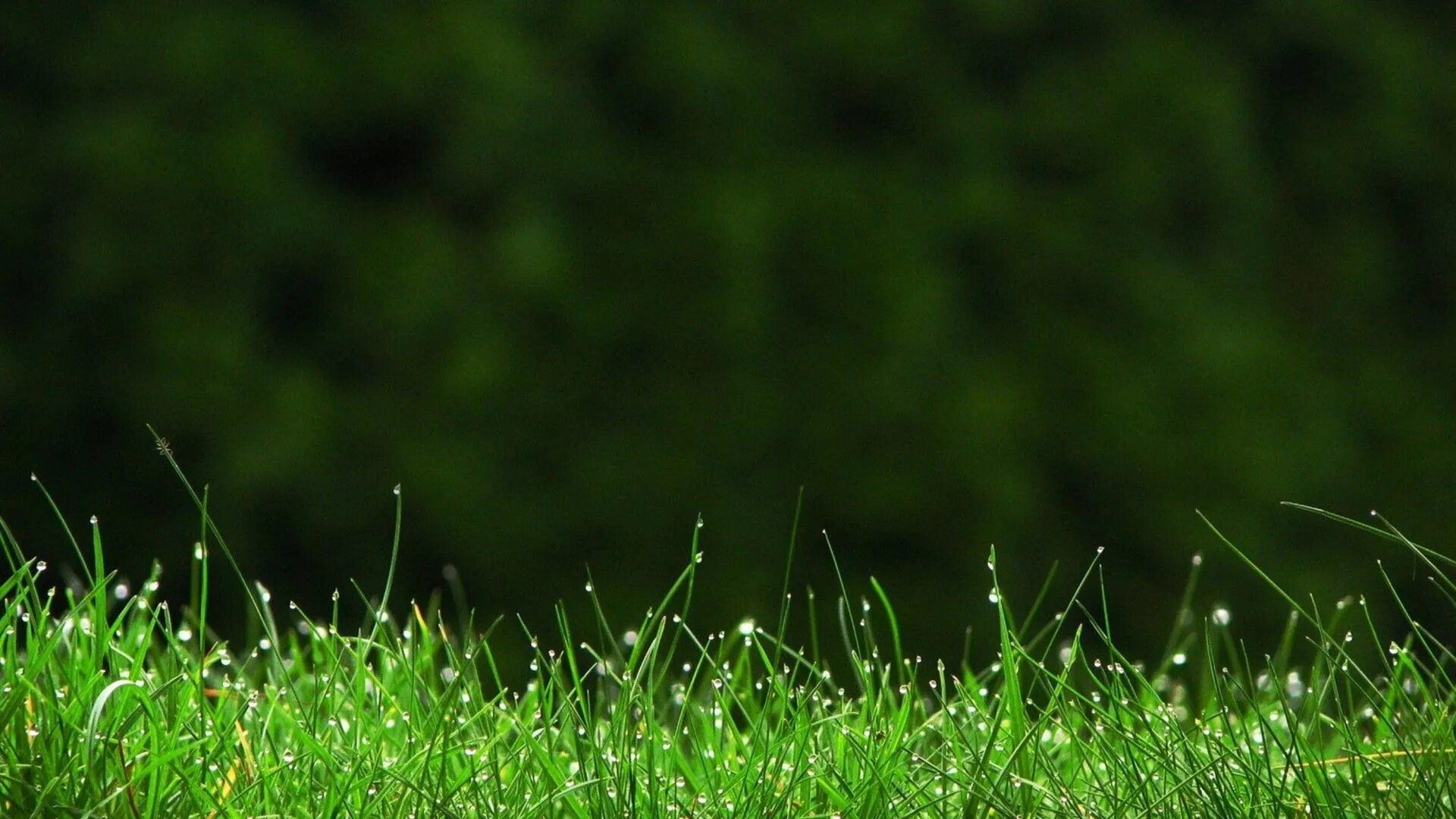 Grass desktop code
