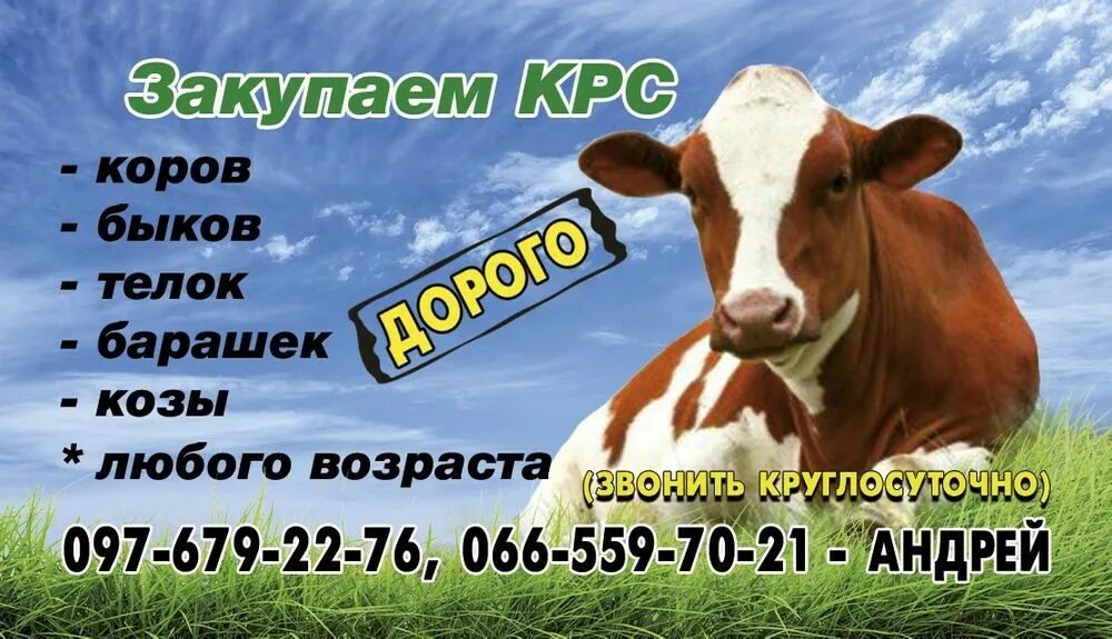 Закуп крс. Визитка КРС. Закупаем КРС визитки. Визитки крупно рогатый скот. Закупка КРС визитка.