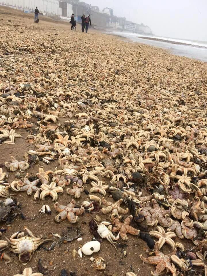 Пляж после шторма. Находки после шторма на берегу моря. Морские звёзды выброшенные на берег. Морские животные на берегу выброшенные. Ракушки на берегу после шторма черное море.