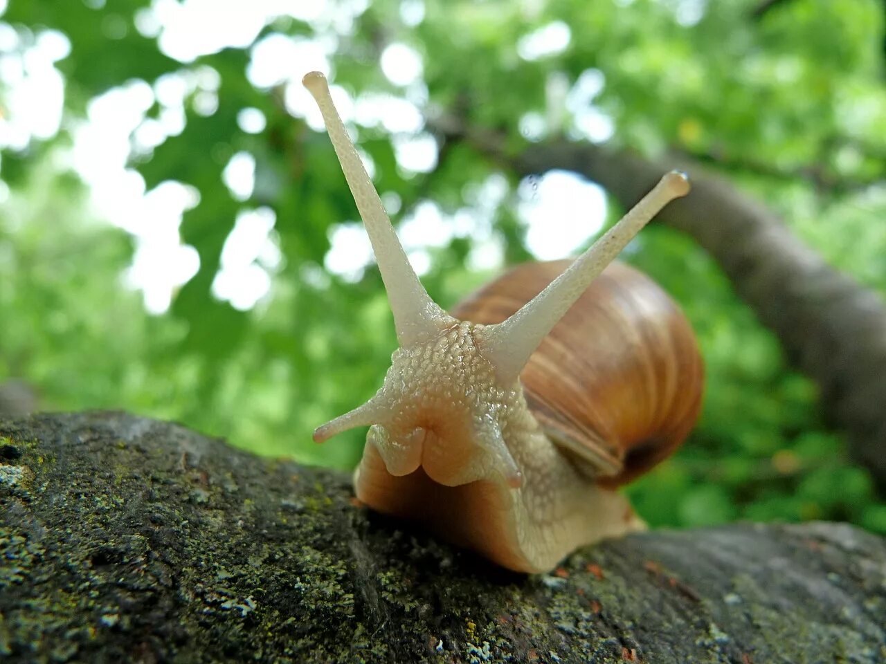 Улитки виноградные где. Виноградная улитка ареал. Helix pomatia Виноградная улитка. (Беспозвоночные) Виноградная улитка. Виноградная улитка гермафродит.