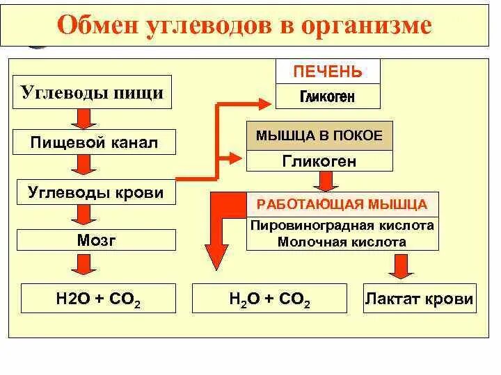 Обмен углеводов схема. Процесс обмена углеводов в организме человека. Обмен углеводов функции углеводов суточная норма. Схема по обмену углеводов. Как происходит обмен углеводов