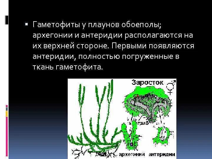 Описание гаметофита. Жизненный цикл плауновидных. Плауновидные заросток. Гаметофит плауна. Плаун Баранец цикл развития.