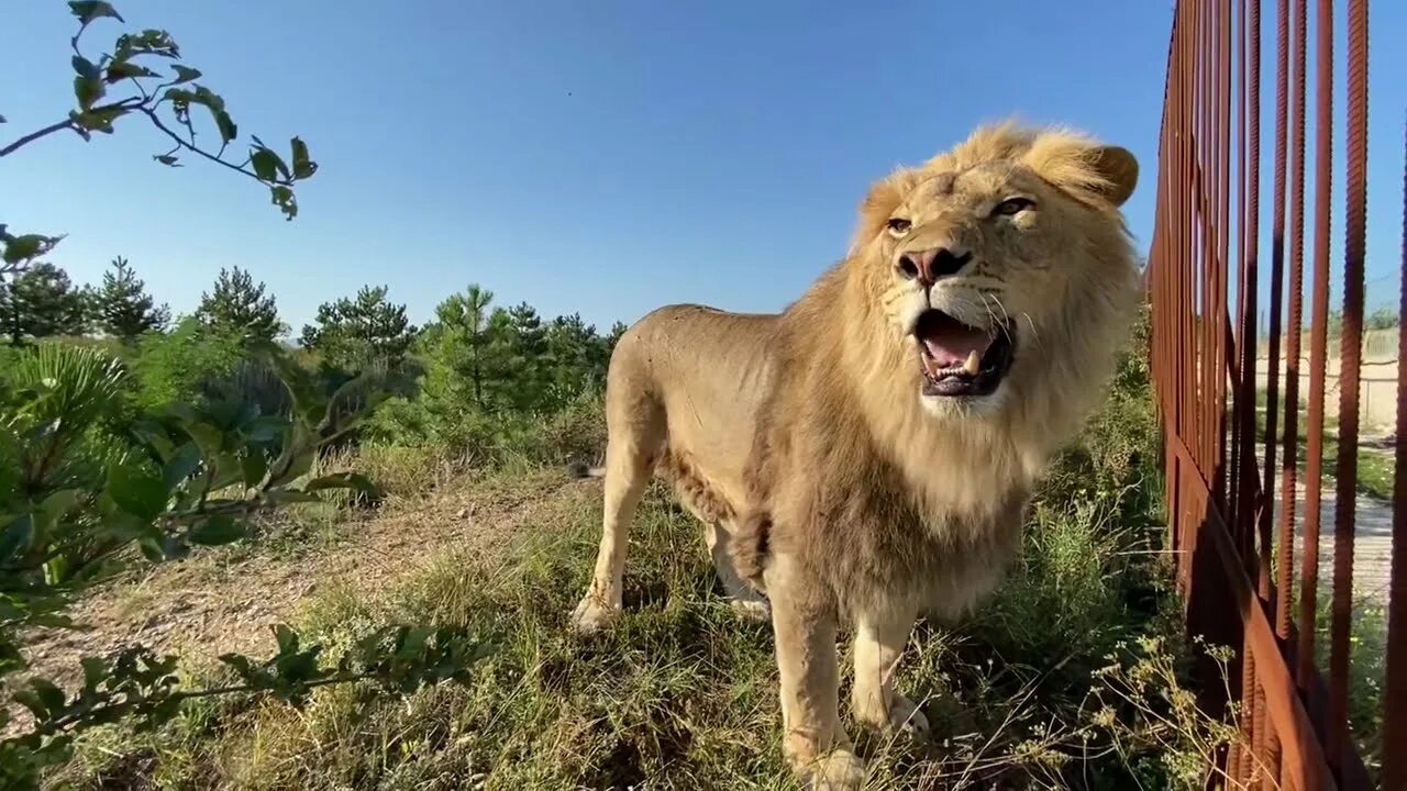 Iron lion. Лев улыбается. Youtube лев. Ава для ютуба лев. Меня зовут лев.