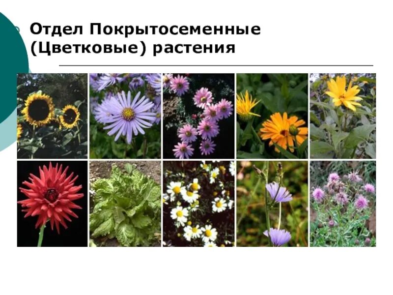 Отдел покрытосеменных цветковых растений 7 класс. Отдел покрытосеменных цветковых растений 7 класс. Покрытосеменные растения. Покрытосеменные двудольные представители. Отдел покрытосеменные растения.