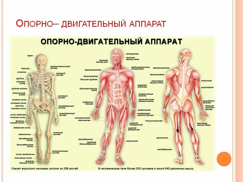 Лечение боли в суставах КЛРЦ