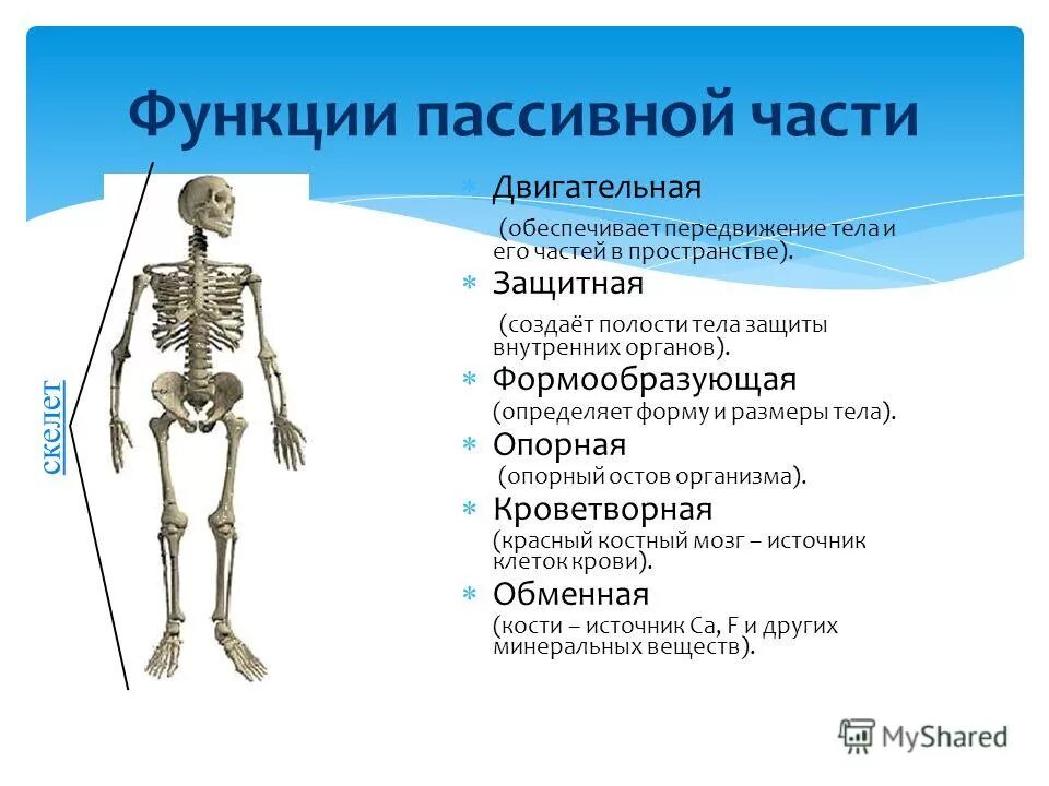 Что является опорой тела человека ответ. Опорно-двигательная система человека. Что является опорой тела человека ответ. Что является опорой тела. Что является опорой тела человека ответ.