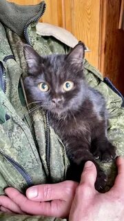 Коты область