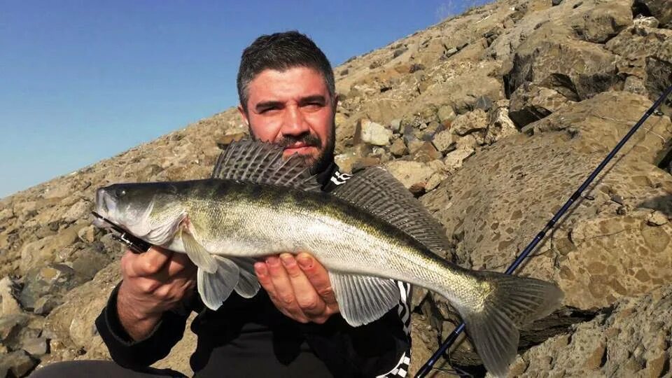 Судак 20 кг. Судак 22 кг. Ратина судак. Судак берш вяленый. Судак рыба речная.