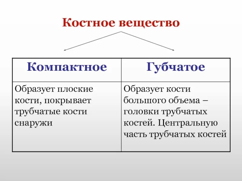 Особенности строения кости соединительной ткани. Строение компактного костного вещества. Строение компактного костного вещества. Строение костной ткани биология 8 класс. Строение костной ткани остеобласты.