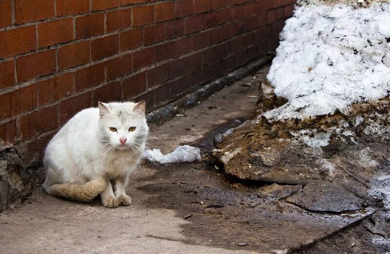 котята в коробке в подъезде. бездомные кошки. котика выбросили на улицу. самые жуткие травмы кошек. выкинула кошку.