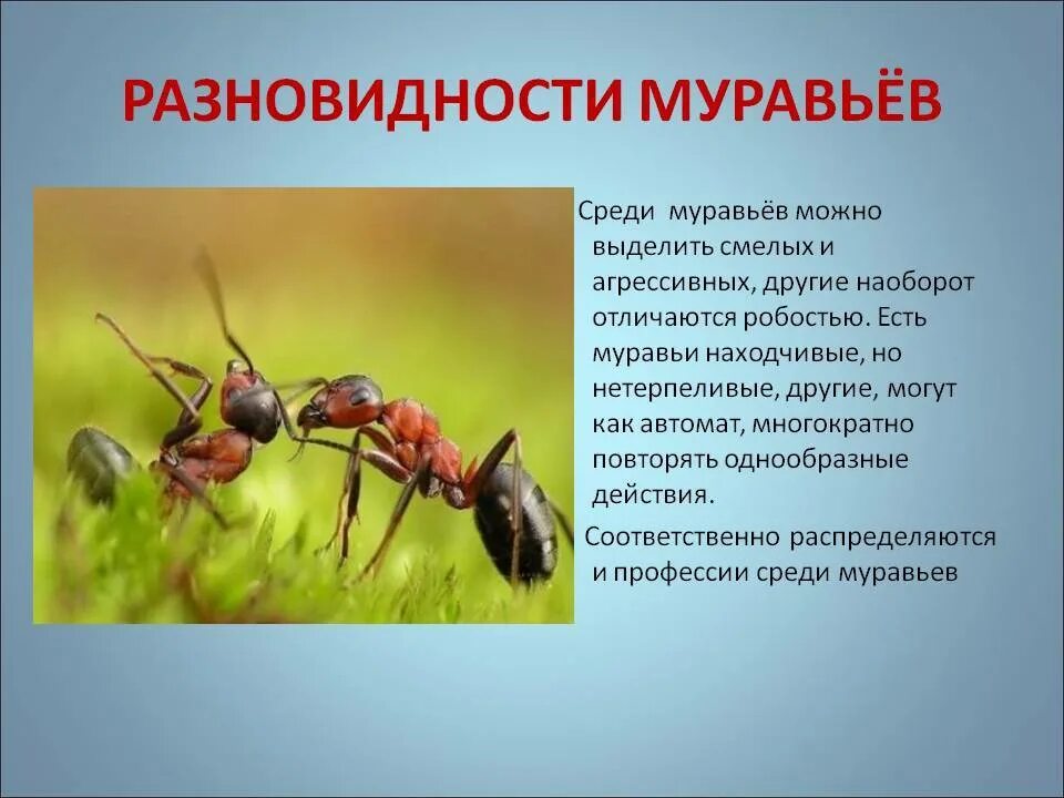 Лесной муравей тип развития. Разновидности муравьев. Муравьи виды. Муравьи презентация. Презентация про муравьёв.