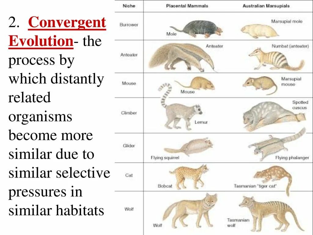 Evolution development. Evolution development