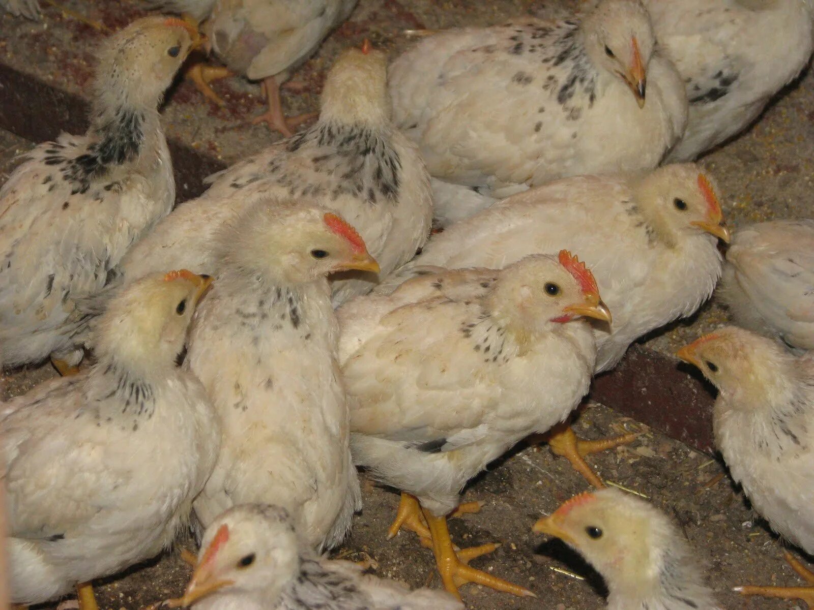 Адлерская серебристая цыплята 2 месяца. Адлерская серебристая цыплята 1 месяц. Адлерская серебристая порода кур. Куры несушки Адлерская серебристая. Адлерская порода кур яйценоскость