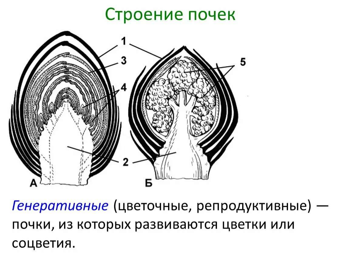 Строение вегетативной и генеративной почки. Строение генеративной почки растения. Вегетативная почка и генеративная почка. Строение вегетативной почки растения.