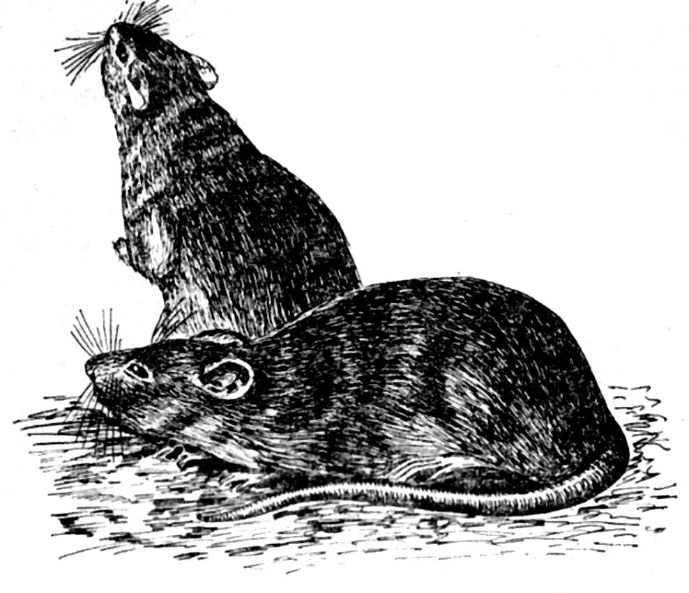 Серая крыса (Rattus norvegicus berkenhout, 1769). Рисунок мышевидных грызунов. Мышевидные Грызуны Тип повреждения. Грызуны рис.