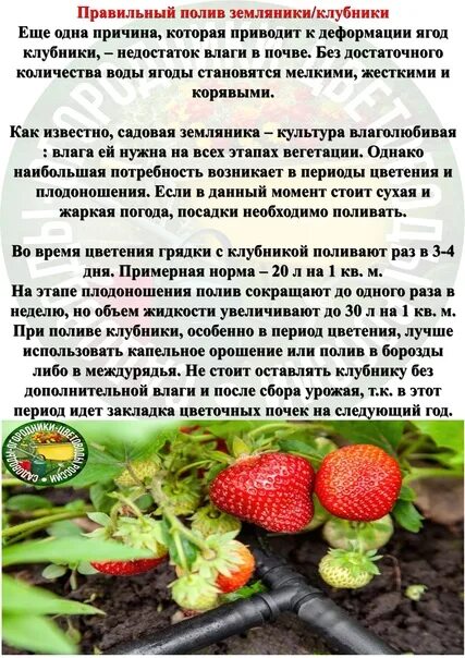 Сколько надо поливать клубнику